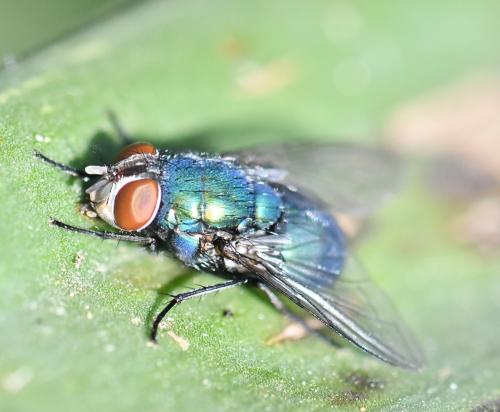 Lucilia sp.